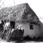 Roofing with sorghum stalks