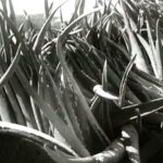 Harvest of aloe