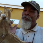Playing the 'kachete di buriku' (donkey's jaw)